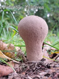 Bovisten [Lycoperdaceae]